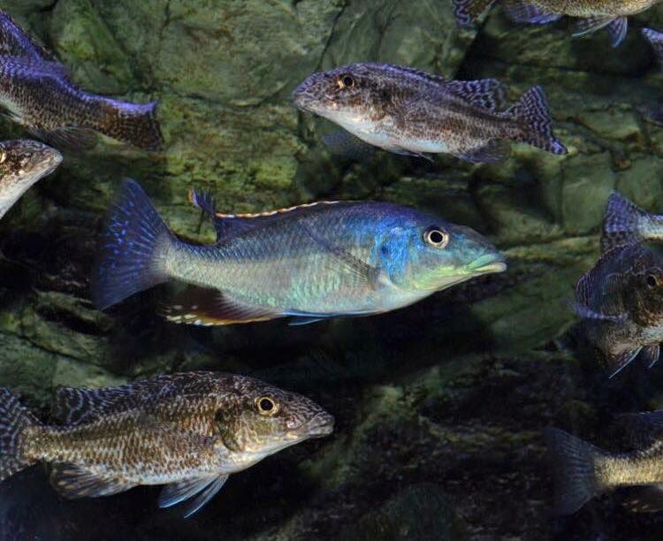 Nimbochromis linni 'Mbenji Island'